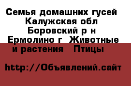 Семья домашних гусей - Калужская обл., Боровский р-н, Ермолино г. Животные и растения » Птицы   